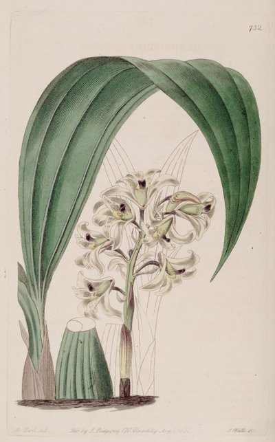 Illustration von Xylobium squalens (als syn. Dendrobium squalens) von Jams  Watts